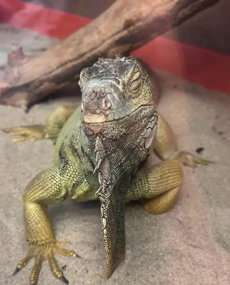 Hepsi aynı evden çıktı. Tarantula, yılan, akrep, iguana... 1