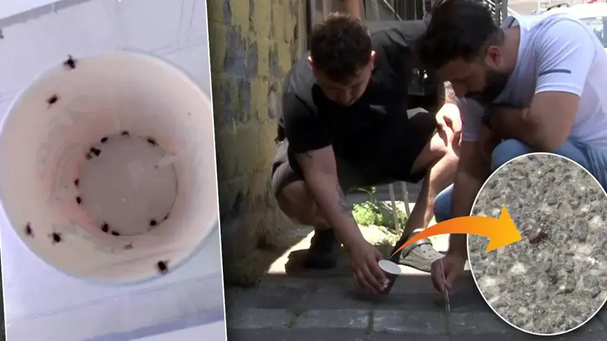 İstanbul'da kene paniği: Mahalleli elinde cımbızla kene avlıyor! "Bir haftada 500'ün üzerinde öldürdük" 