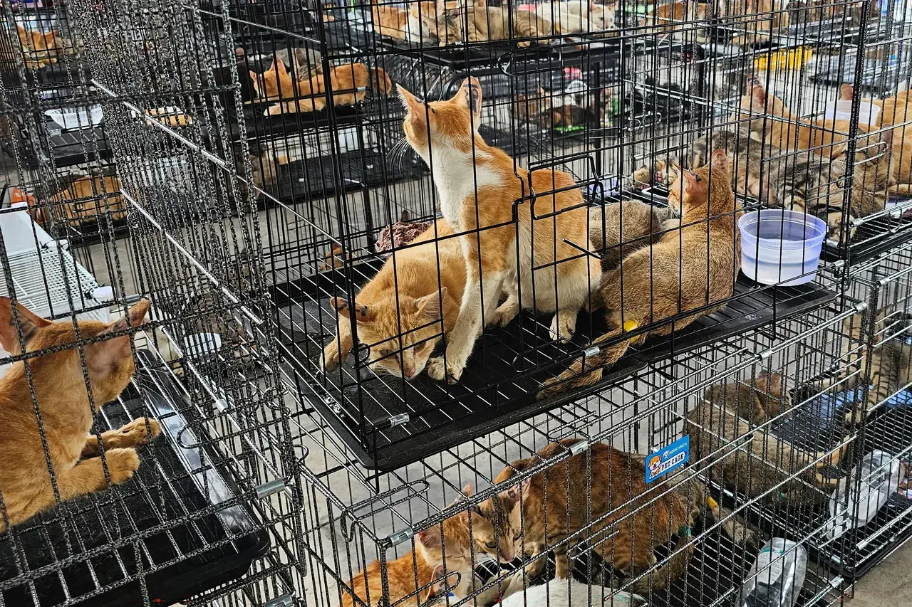 Vietnamda akılalmaz kedi operasyonu! 400den fazla çalıntı hayvan kesilmekten son anda kurtarıldı