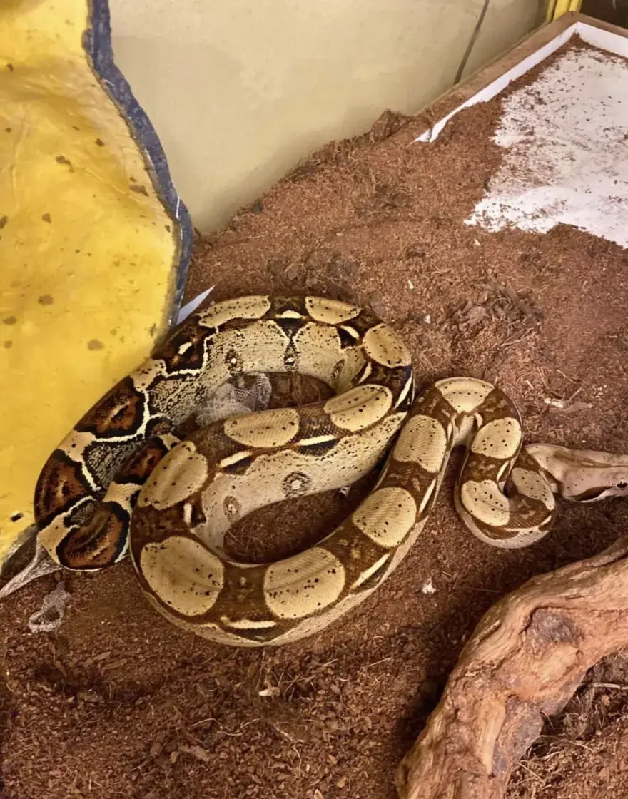 Hepsi aynı evden çıktı. Tarantula, yılan, akrep, iguana... 2