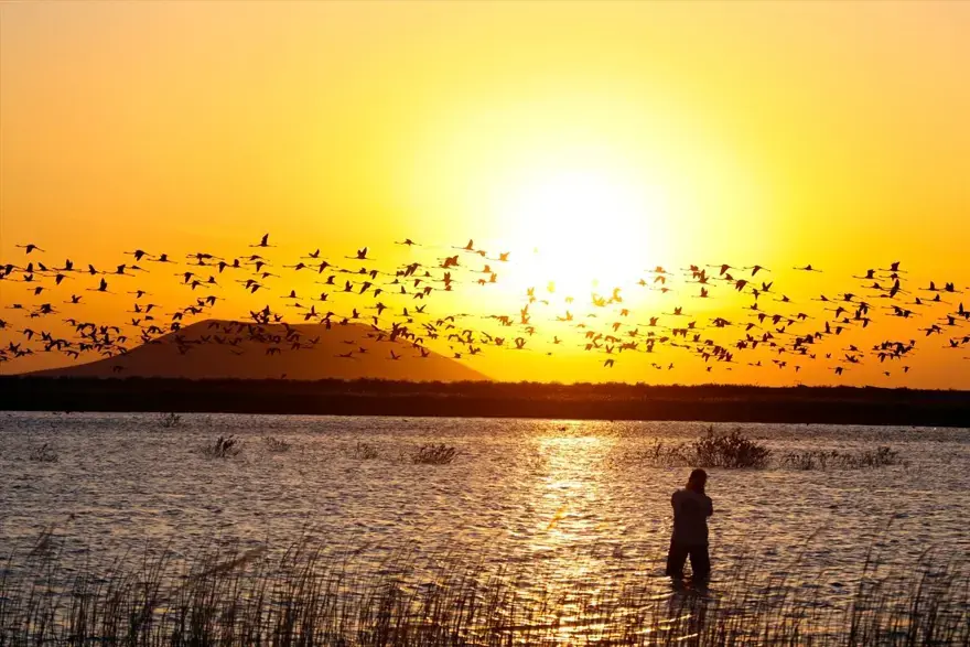 Konya'nın kuş cenneti Akgöl Sazlıkları binlerce flamingoyu ağırlıyor | NTV Haber