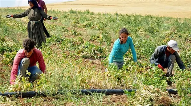 En fazla çocuk işçi tarım sektöründe