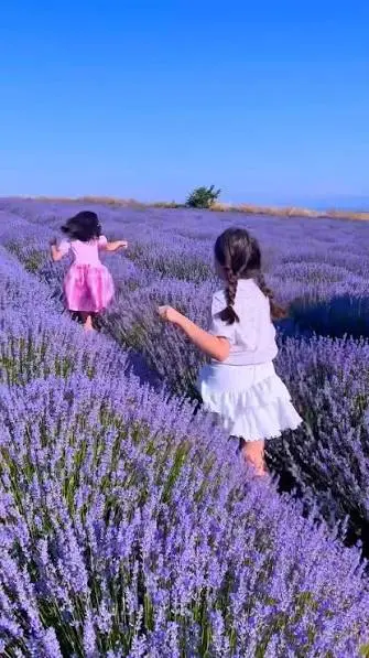 Fransa değil TEKİRDAĞ 💜, Tekirdağ’ın Yazır köyündeki muhteşem @ruelavande  Lavanta Bahçesi ilimizde gördüğüm en gür ve en sık olandı. Hasat günü  gelmeden görmenizi aşırı tavsiye ederim 🪻, Buraya ...