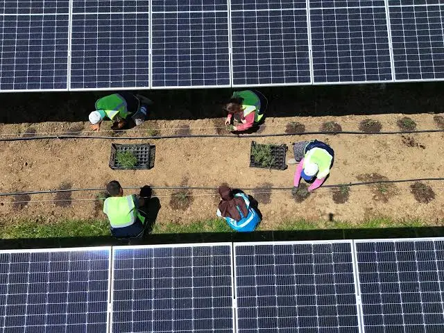 Aynı arazide hem elektrik hem agrivoltaik tarım üretimi yapılacak - Capital