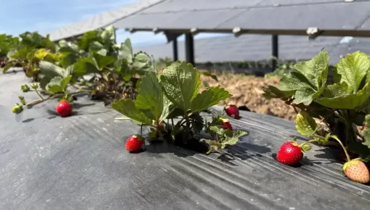 Enerjisa'dan Agrivoltaik Tarım Uygulamaları - Yeni Bakış Gazetesi