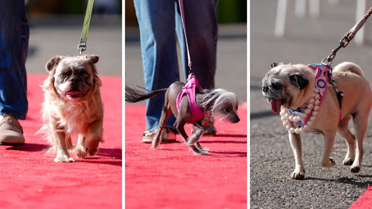 Dünyanın en çirkin köpeği belli oldu! Zirvenin sahibi tacı kaptı, görenleri şaşırttı