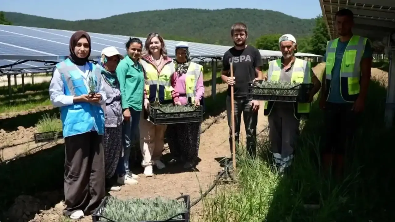 Samsun'da GES sahasında Agrivoltaik Tarım Uygulaması - Şehir - Konya Aktüel - Haberin Adresi
