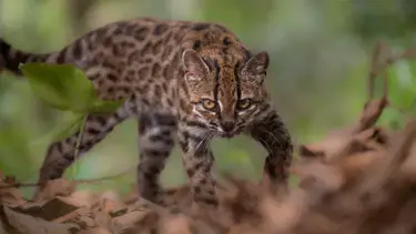 103 yıl sonra ilk. Yeni kedi türü keşfedildi