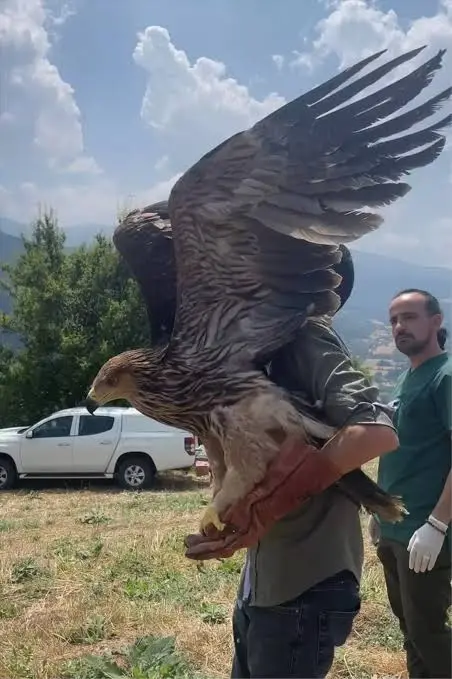 Bolu'da Yaralı Şah Kartalı Tedavi Edilerek Doğal Yaşam Alanına Bırakıldı -  Son Dakika