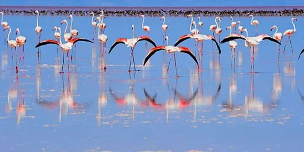 Tuz Gölü flamingo cennetine dönüştü