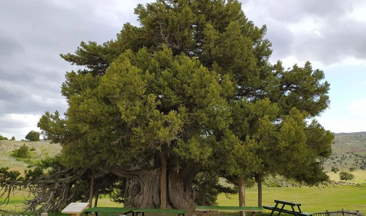 Ardiç Ağaci En Yaşli Konya