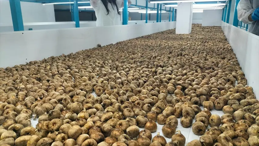 Topraksız safran üretti, gramını 700 liraya sattı! Gıda devleri bu mali müşavirin peşinde - Resim : 1