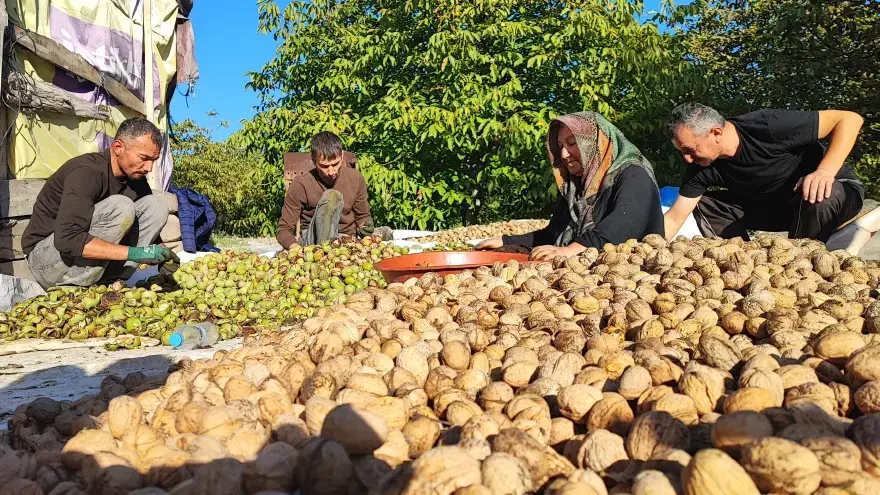 5 metrelik sırıklarla dallardan düşürüyorlar. "Biz 150'ye satıyoruz, marketlerde 500 lira" 1