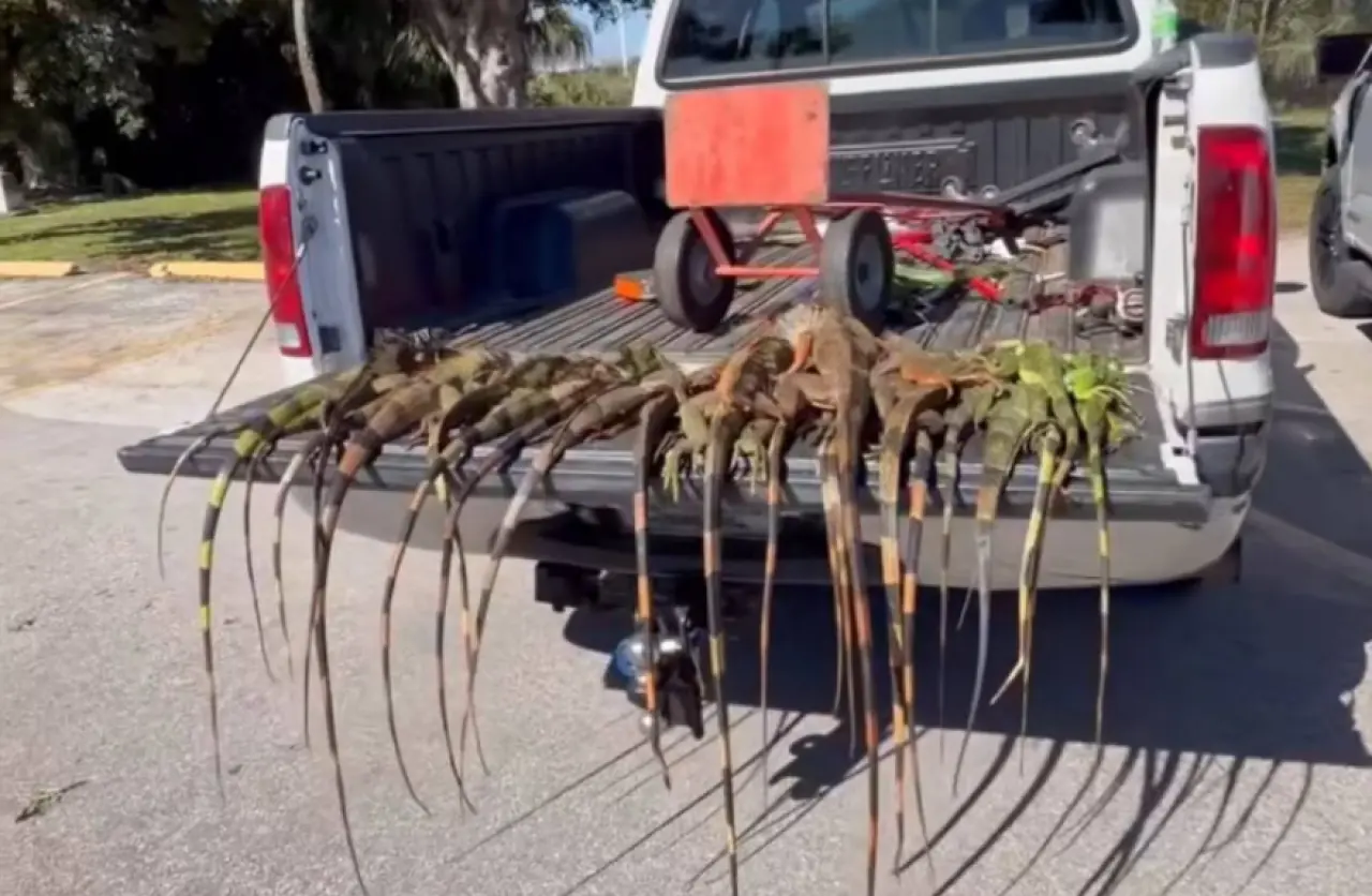 Patır patır düştüler. Gökten iguana yağdı. 1000 tanesi yerden toplandı 1