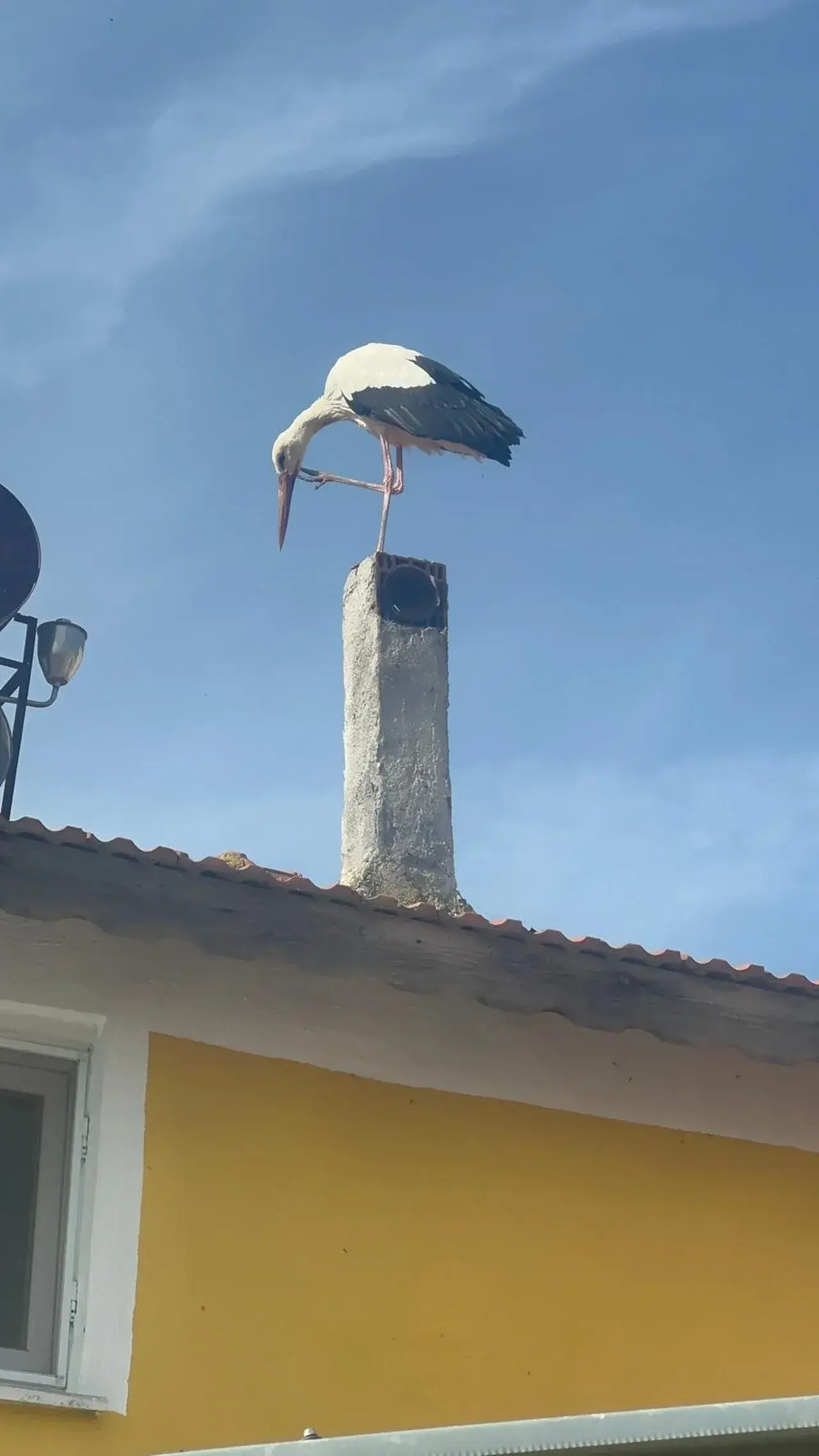 Yaren Leylek geldi mi? Eşi yuvaya kondu, tüm köy sevince boğuldu