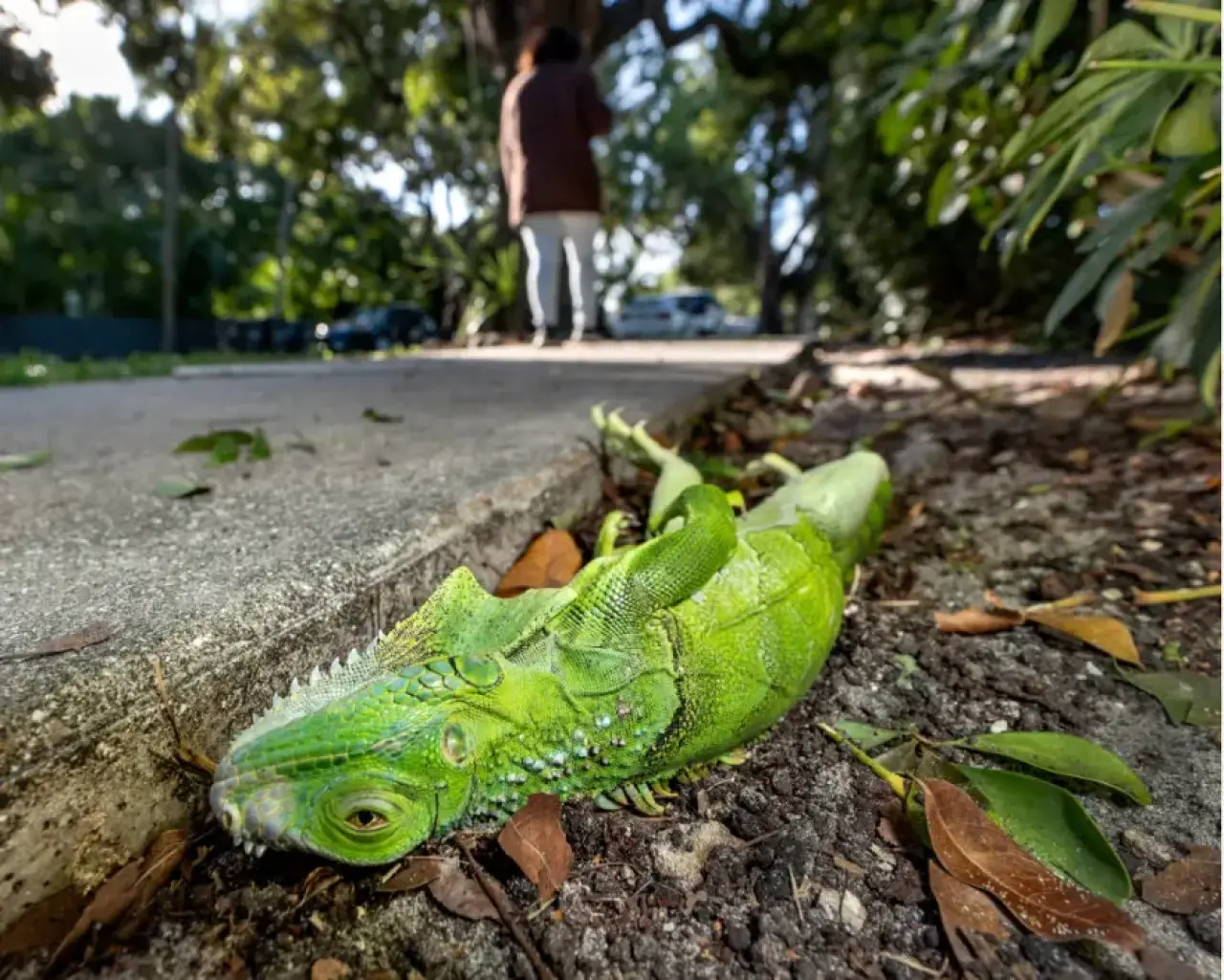 Patır patır düştüler. Gökten iguana yağdı. 1000 tanesi yerden toplandı 3