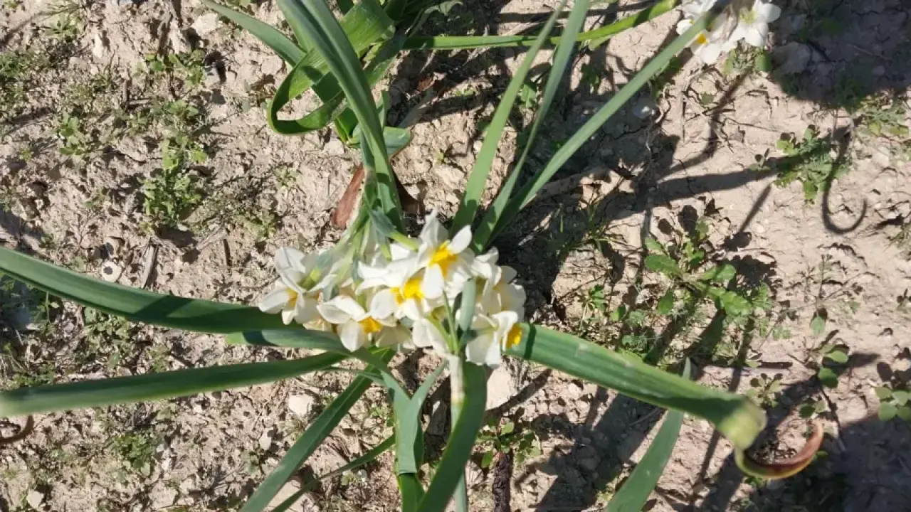 Doğada kendi kendine yetişiyor. Aşk çiçeği gelir kaynağı oldu 2