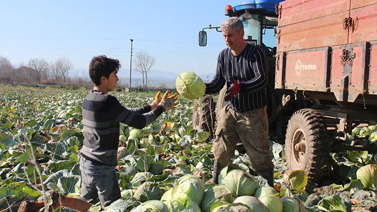 Tarlada çürüyor, pazarda cep yakıyor! Tarımda çarpıcı tablo