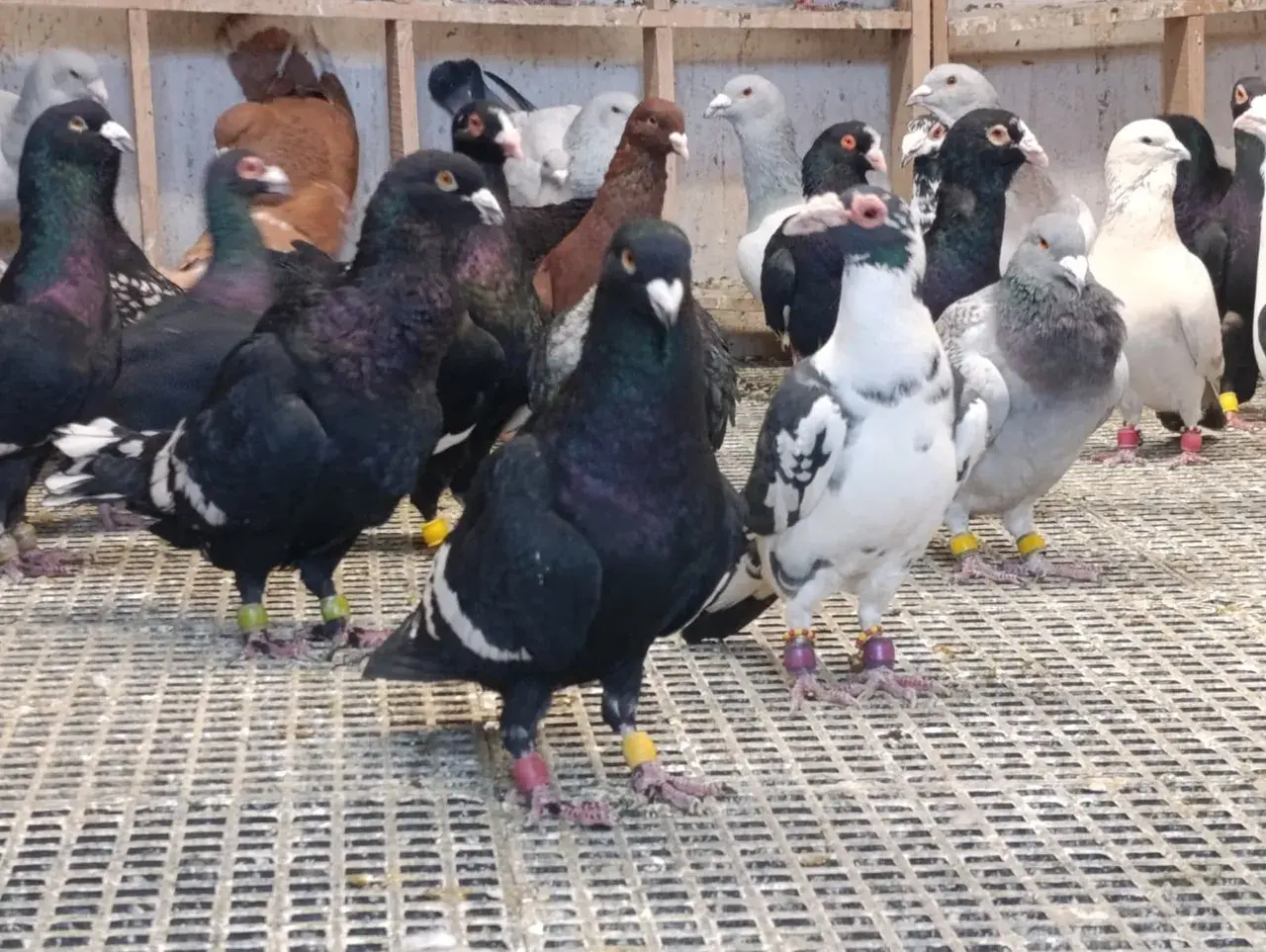 Memurluğu bırakıp bu işe girdi! Tanesini 1 milyon liraya satıyor