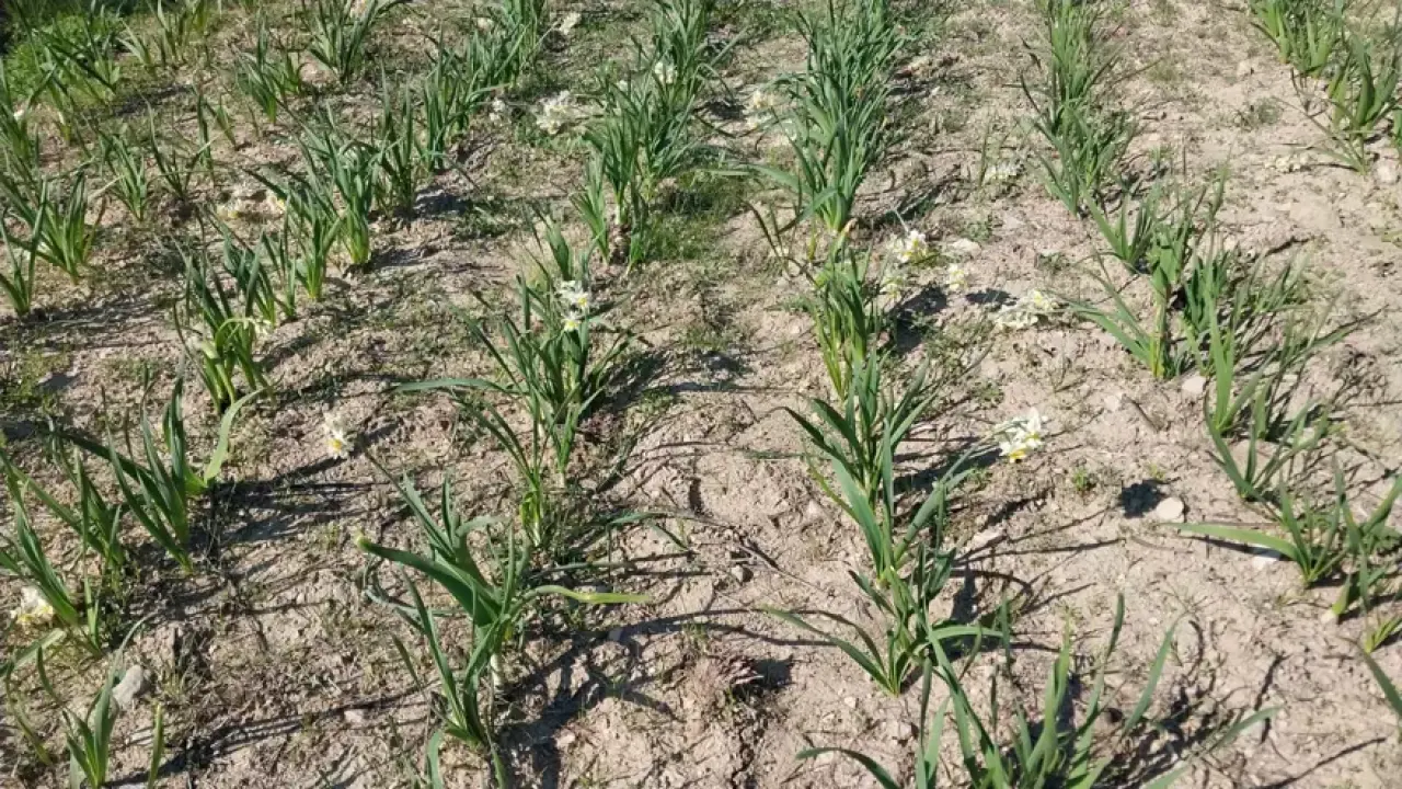 Doğada kendi kendine yetişiyor. Aşk çiçeği gelir kaynağı oldu 