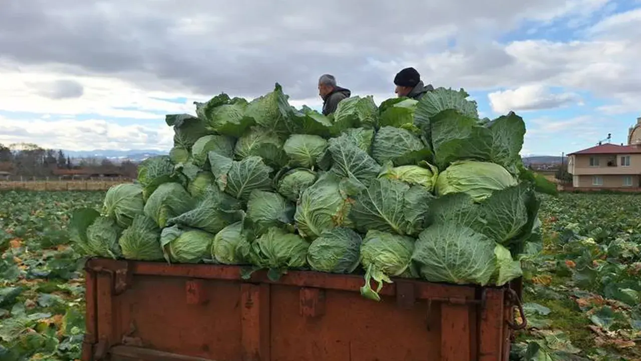 Tarlada çürüyor, pazarda cep yakıyor! Tarımda çarpıcı tablo