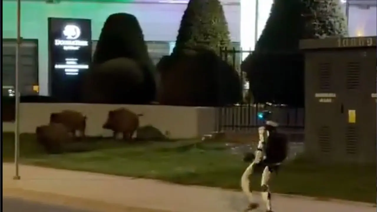 Yaban domuzlarına hükümetten akıl almaz çözüm: Sosyal medya bu görüntüleri konuşuyor - Sayfa 6