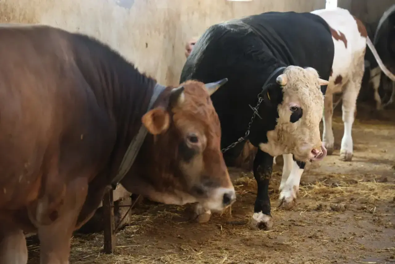 Kurbanlık alacaklara uyarı. "Dişlerine bakın" 
