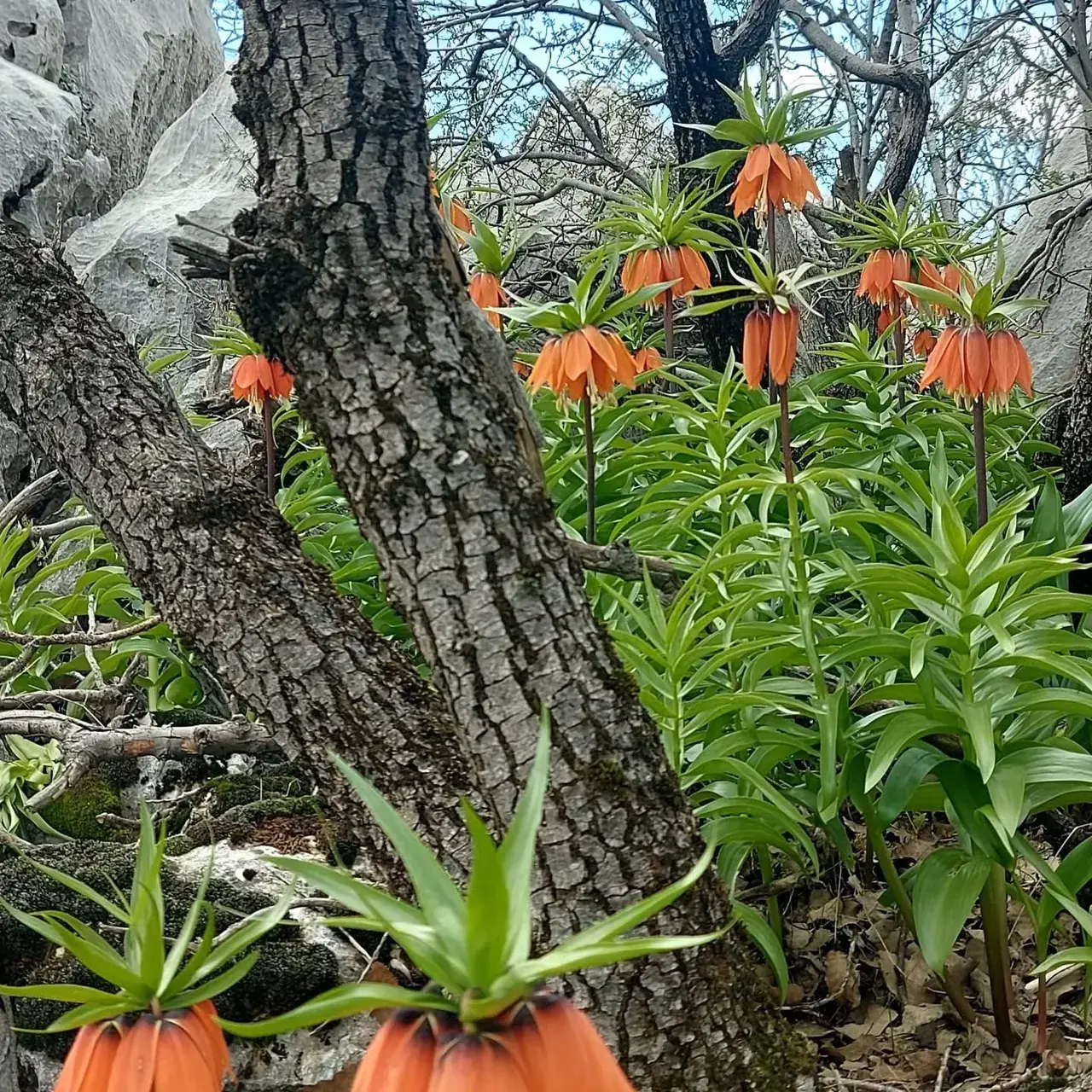 Koparana 700 bin lira ceza! Bu çiçek yılda sadece 20 gün yaşayabiliyor