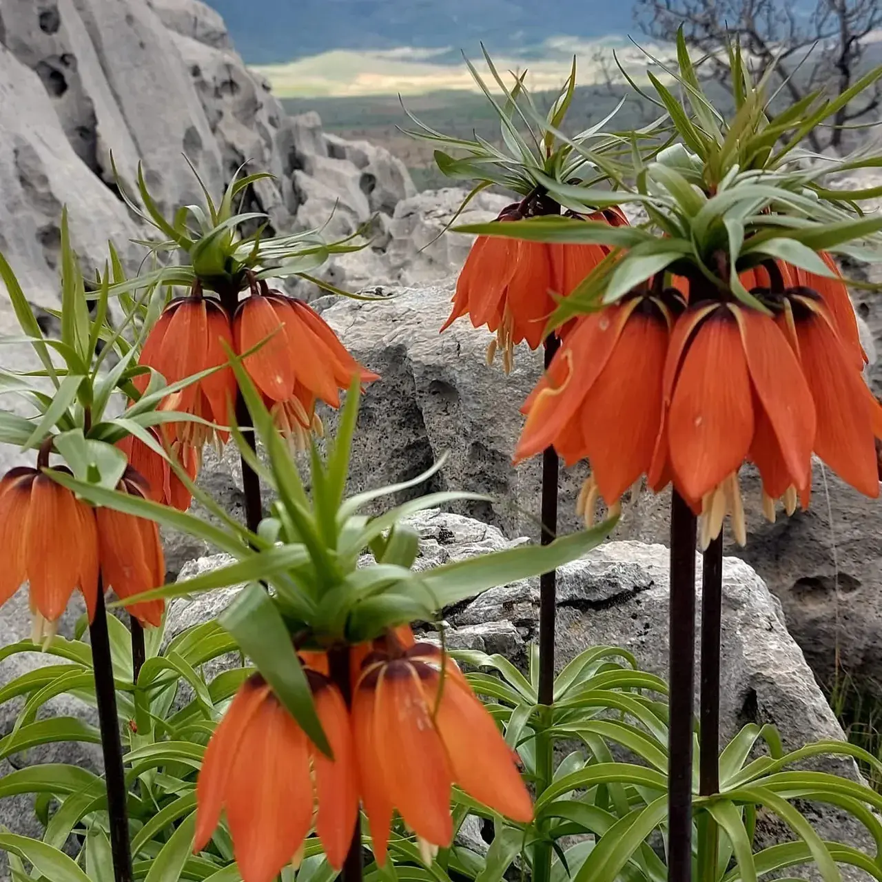 Koparana 700 bin lira ceza! Bu çiçek yılda sadece 20 gün yaşayabiliyor