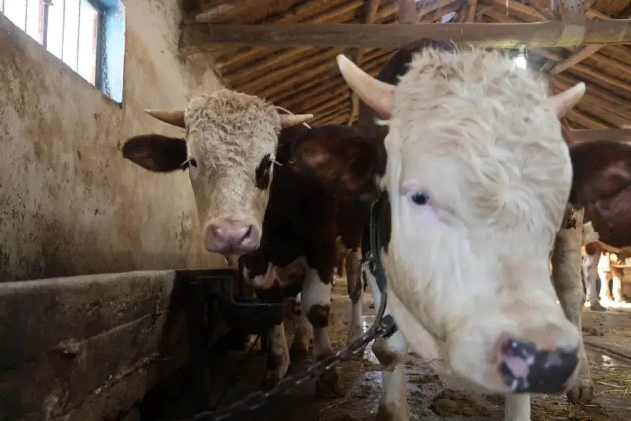 "5 LİRA AŞAĞISINA OLAN YER DOLANDIRIR" 1