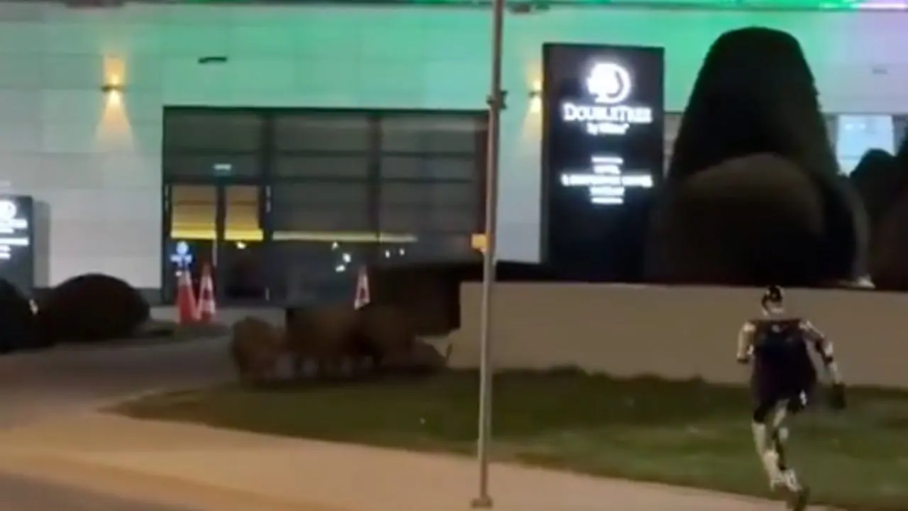 Yaban domuzlarına hükümetten akıl almaz çözüm: Sosyal medya bu görüntüleri konuşuyor - Sayfa 7